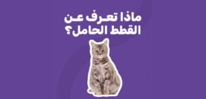 محل القطط